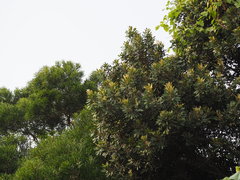 Planchonella obovata