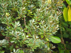 Planchonella obovata