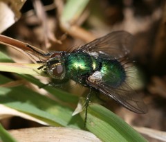 Gymnocheta viridis