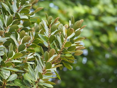 Planchonella obovata