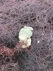 Pyura stolonifera