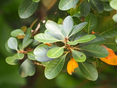 Planchonella obovata