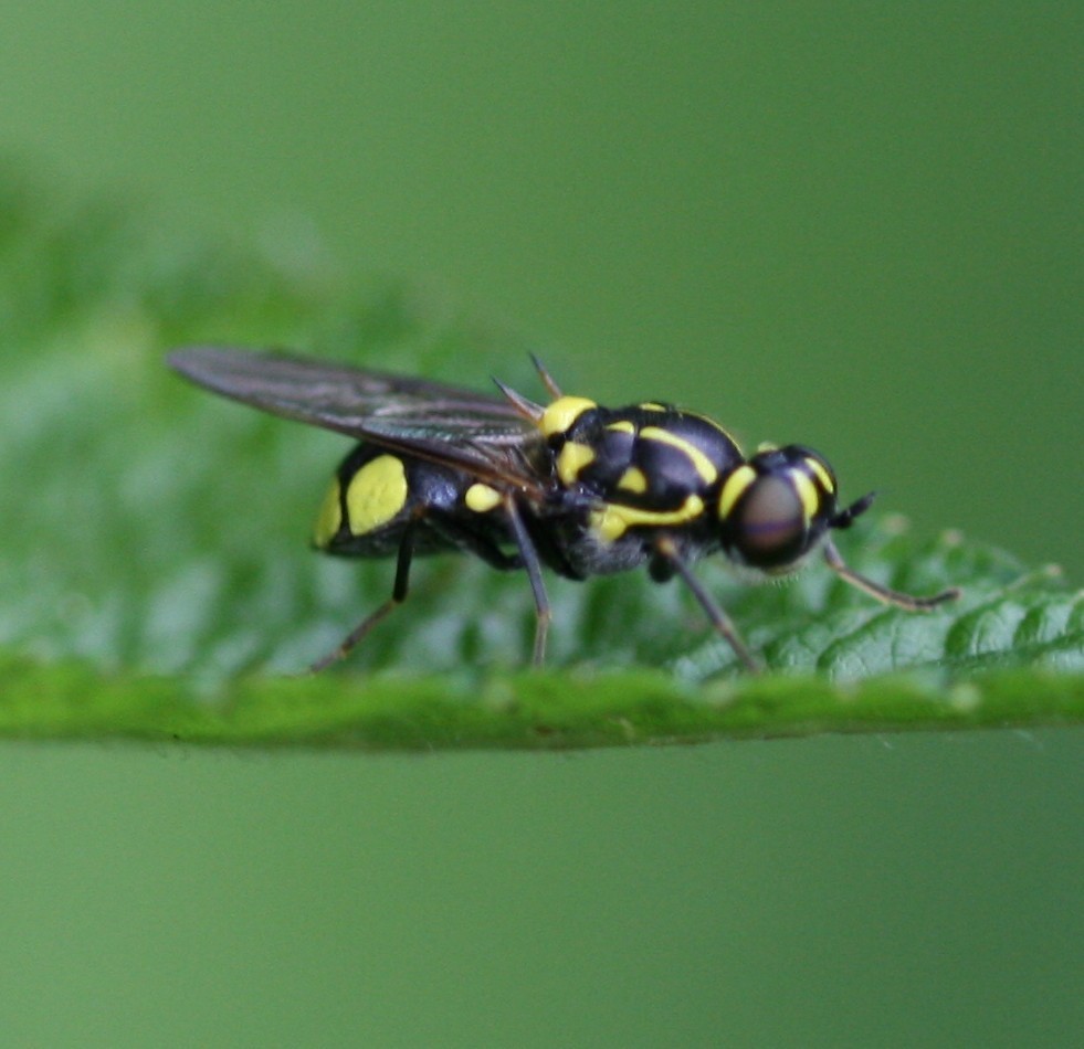 Round-spotted Major