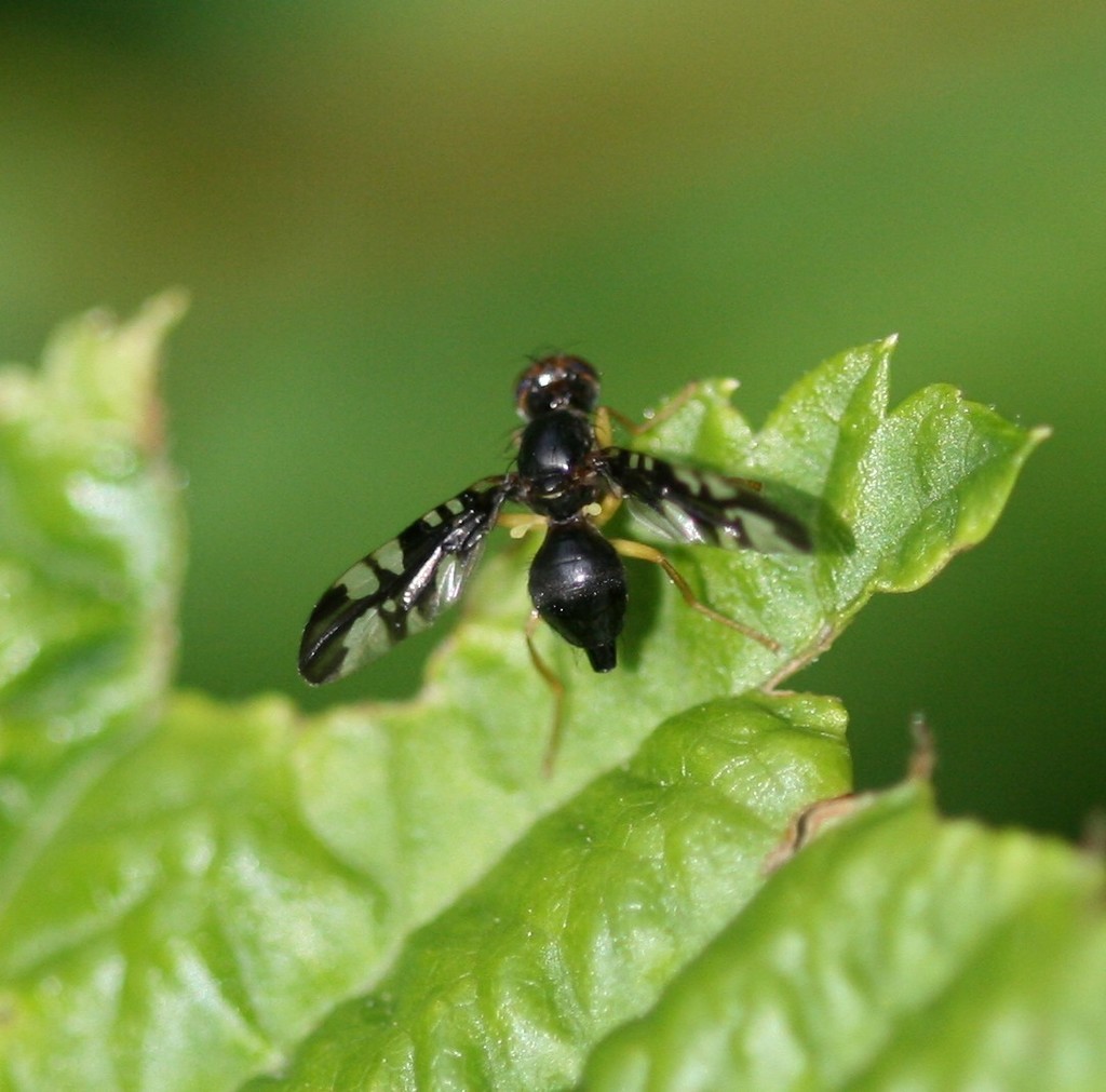 Scarce Umbel Leaf-miner