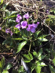 Cardamine glanduligera
