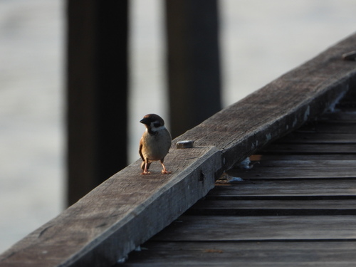 Passer montanus