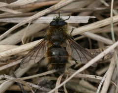 Tachina ursina