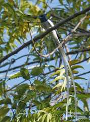 Terpsiphone paradisi