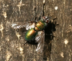 Gymnocheta viridis