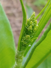 Rumex altissimus