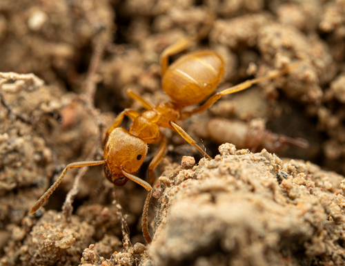 Lasius meridionalisLasius meridionalis