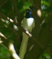 Terpsiphone paradisi