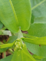 Rumex altissimus