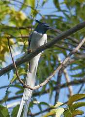 Terpsiphone paradisi