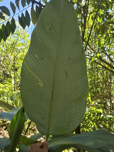 Calathea lutea