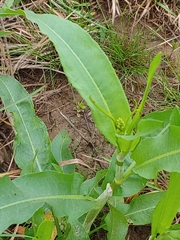 Rumex altissimus