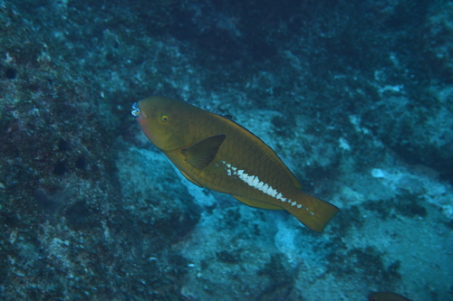 Scarus obishime observed 2026-04-27