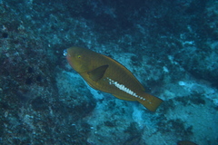 Yellowtail Parrotfish photo 2