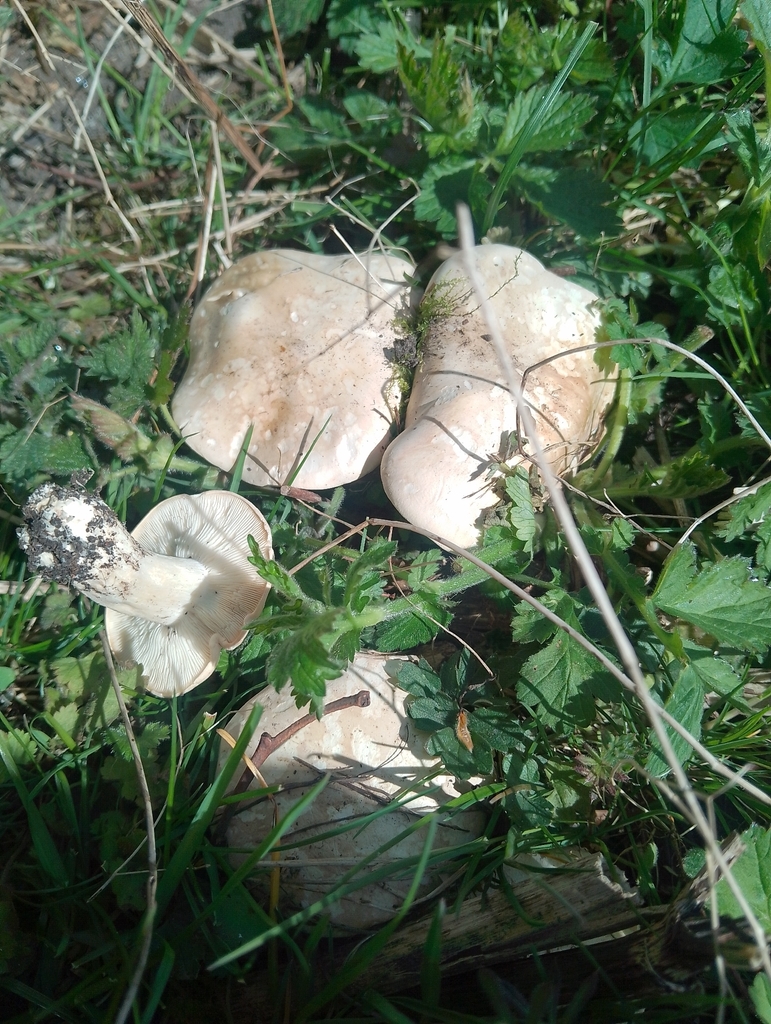 Calocybe gambosa · April 2026 · photo: © sauciepepper (iNaturalist, cc0)
