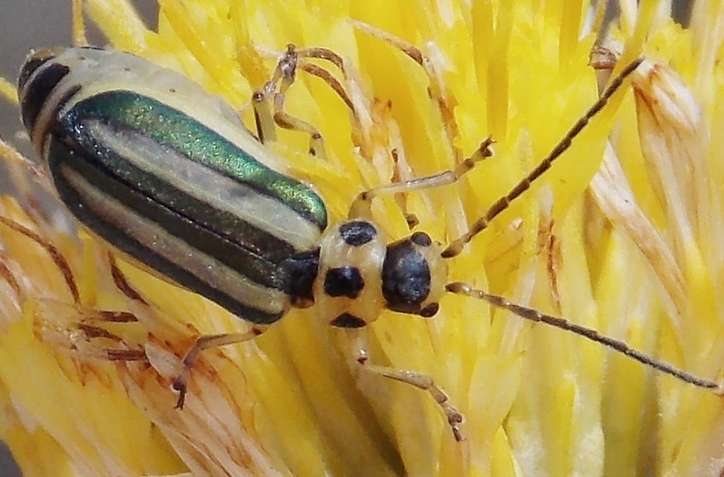 Trirhabda lewisii