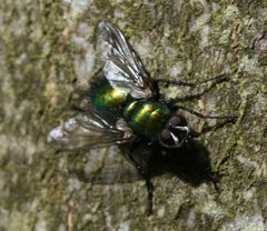 Gymnocheta viridis