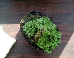 Marchantia polymorpha ruderalis