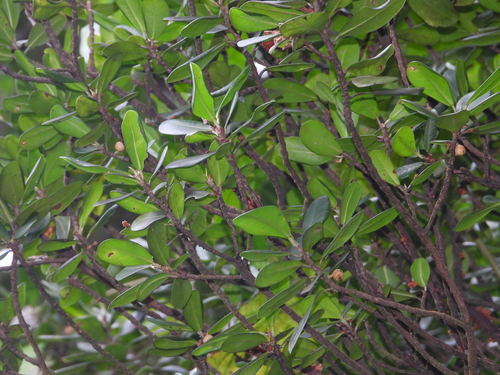 Foto de Mata-pau