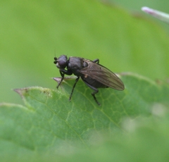 Copromyzinae