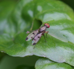 Geomyza tripunctata