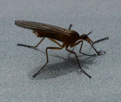 Empis digramma