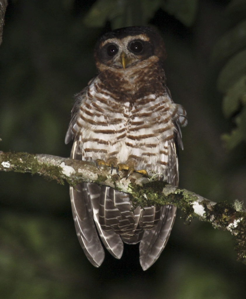 Band-bellied Owl photo
