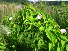Calystegia sepium spectabilis