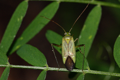 Stenotus
