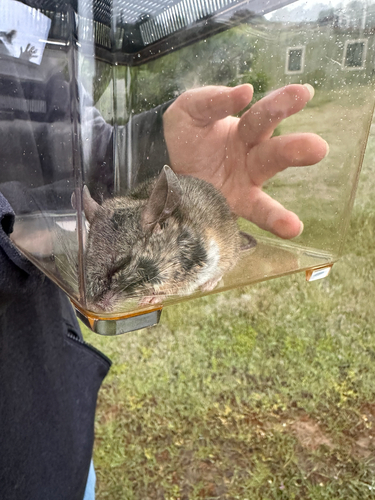 iNaturalist observation photo of North American Deer Mice