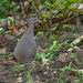 Cinereous Tinamou - Photo (c) Cláudio Dias Timm, some rights reserved (CC BY-NC-SA)