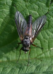Rhagio notatus