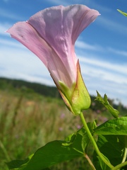 Calystegia sepium spectabilis