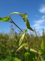 Calystegia sepium spectabilis