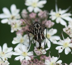 Graphomya maculata