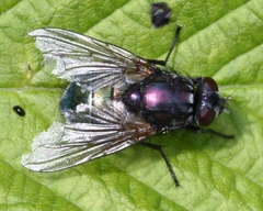 Eudasyphora