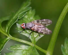 Otites guttata