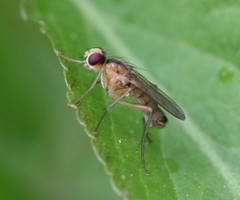 Cordilura