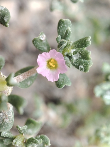Frankenia pulverulenta, photograph 6