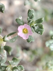 Frankenia pulverulenta, photograph (c) Ana Garcia, some rights reserved (CC BY)