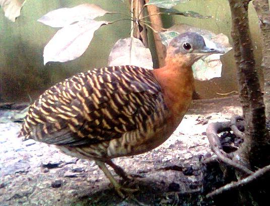 Variegated Tinamou illustration