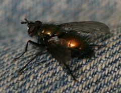 Gymnocheta viridis