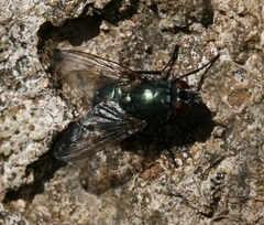 Eudasyphora cyanella