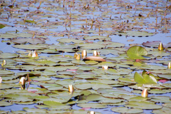 Nymphaea