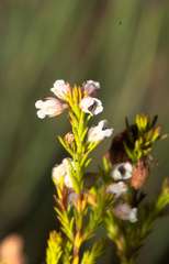 Erica margaritacea