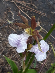 Zygopetalum